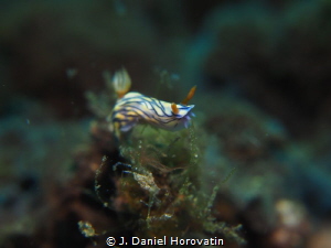 Nudibranch on the move by J. Daniel Horovatin 
